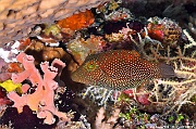 Canthigaster janthinoptera Maldives Five rocks-5m-20240425-da-DSC_6844_tn
